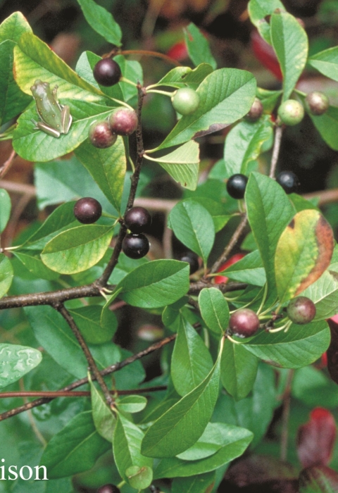 A green leafy shrub with purplish-black berries.