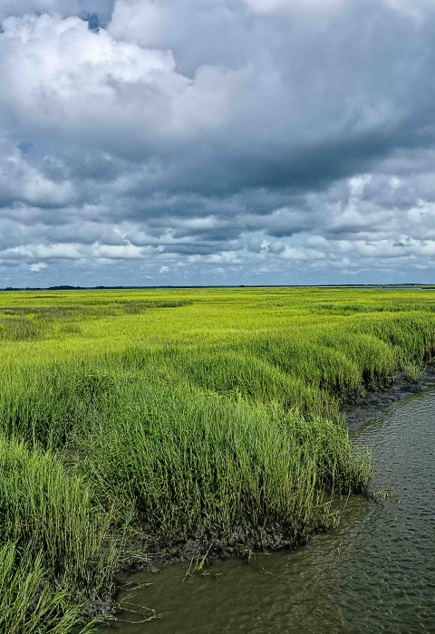 Tall bright green grasses in a salt marsh. Salt marshes are coastal wetlands which are flooded and drained by tides.
