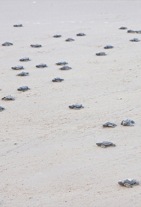 sea turtle hatchlings crawl on beach