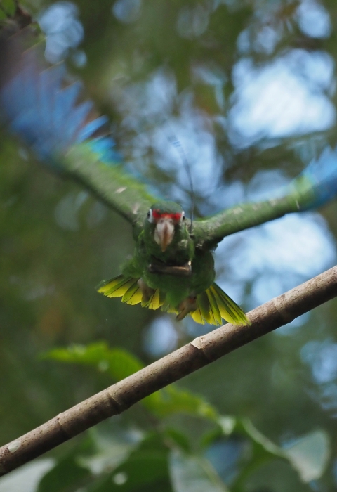 Front view of a green, blue, and red Puerto Rican parrot in flight.