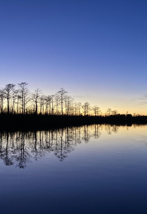 A yellow sunset contrasts with deep blue sky and water and the silhouettes of baldcypress trees