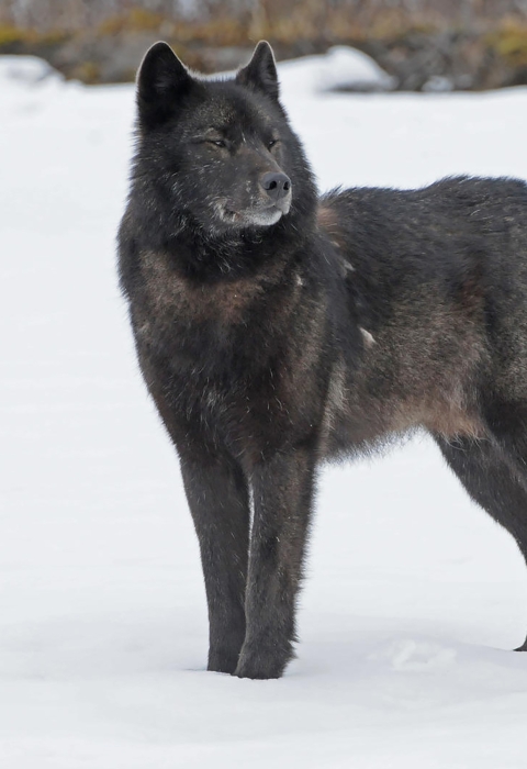 Alexander Archipelago wolf in stands in snow