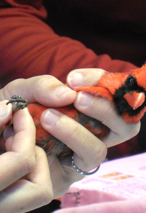 Northern cardinal being banded by a volunteer