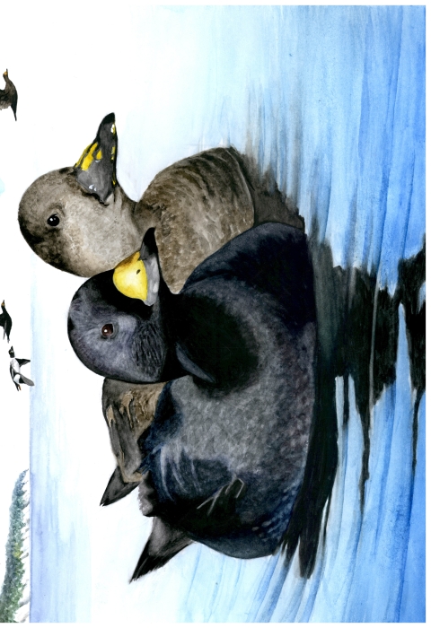 two black ducks with yellow bills swim next to each other, while three black ducks fly overhead