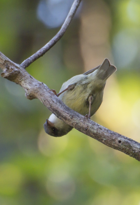 An ʻakikiki sits on a branch. It is bending over, giving an upside-down look.
