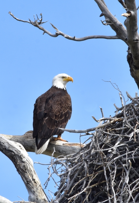Eagles Across America . Fish & Wildlife Service