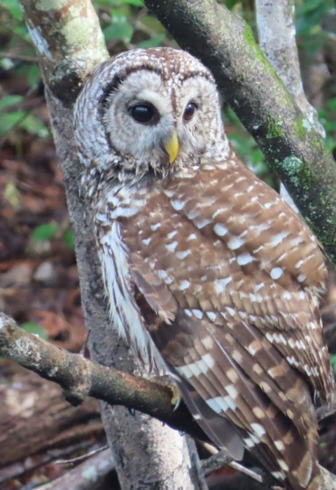 Brown & white owl sits in a tree