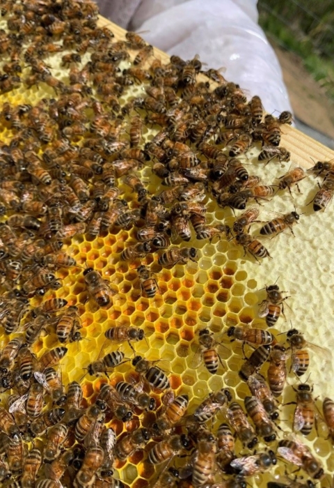 Honeybees storing honey and pollen on an apiary frame