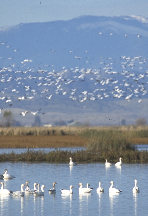 snow geese in water and flying with mountains in background