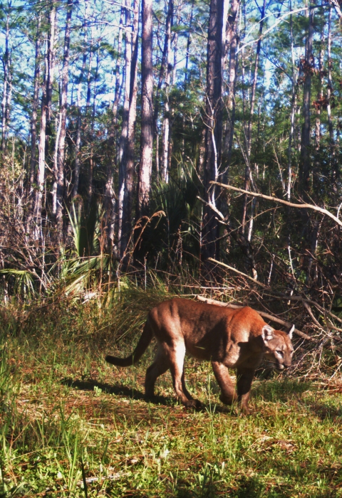 Adult panther walking left over grass with dense vegetation in the background.