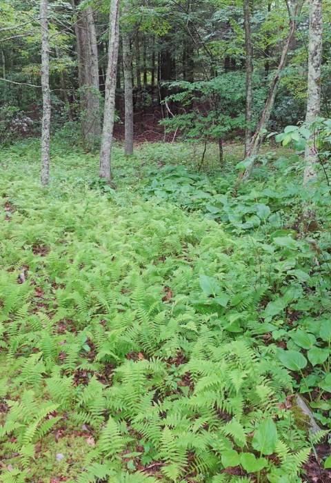 Different plants with different shades of green in a woodland