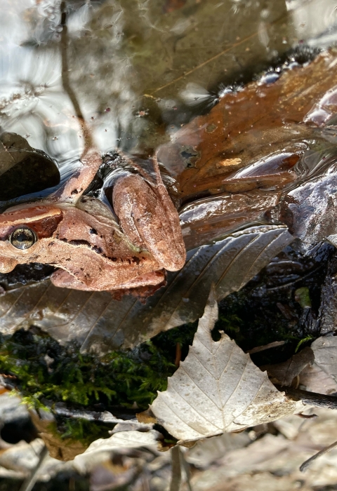 A wood frog sits on leaf litter at the edge of a vernal pool.