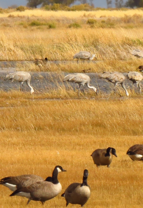Sandhill Cranes & Canada Geese feeding in a wetland