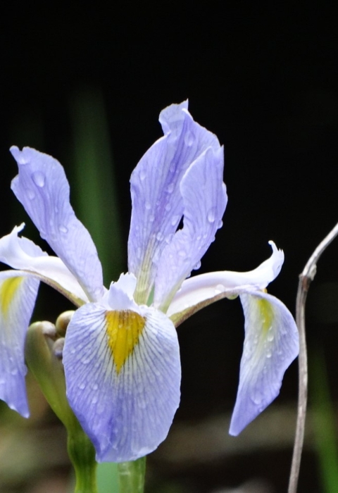 Purple, white and yellow iris flower with moisture on the petals