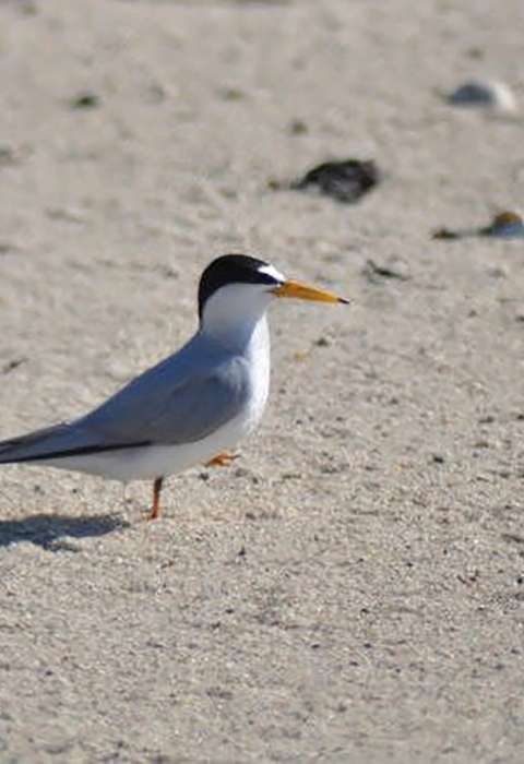 A Least Tern on a beach. 