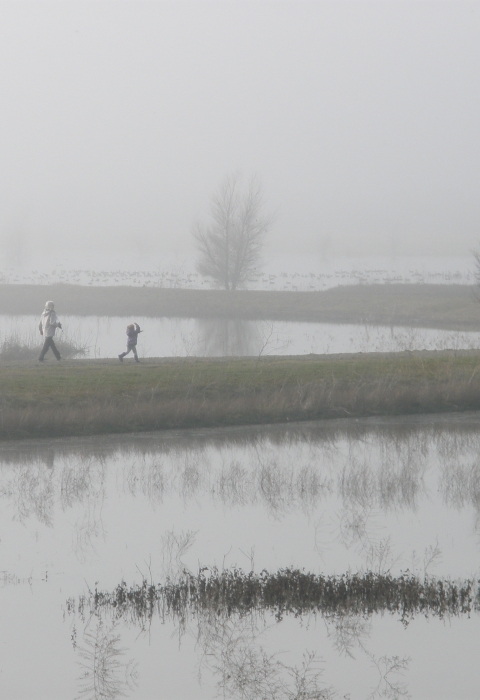 2 people walk in the fog on the trail at the Steve Thompson North Central Valley Wildlife Management Area's Llano Seco Unit.