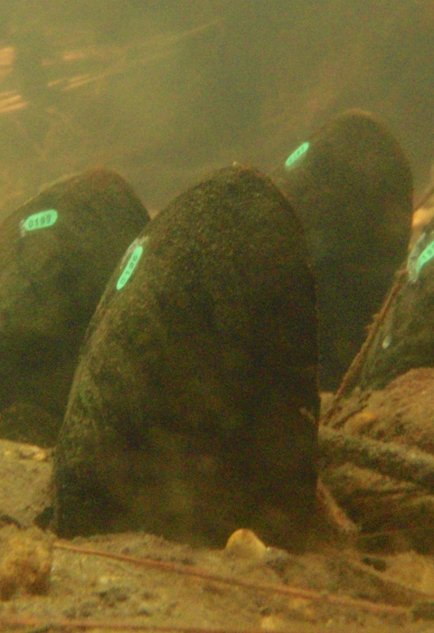 Louisiana Pearlshell Mussels 