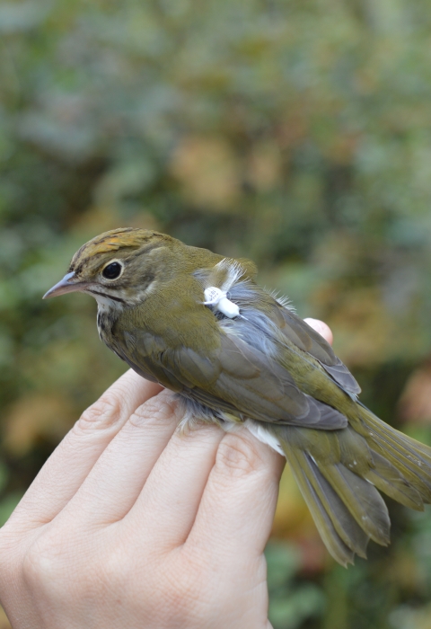 A small olive green bird with a small tracking device on its wing