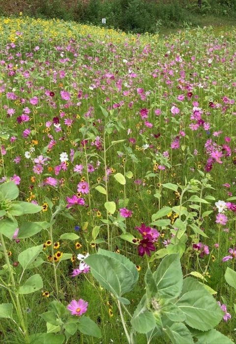 Mixed pollinator plot in bloom