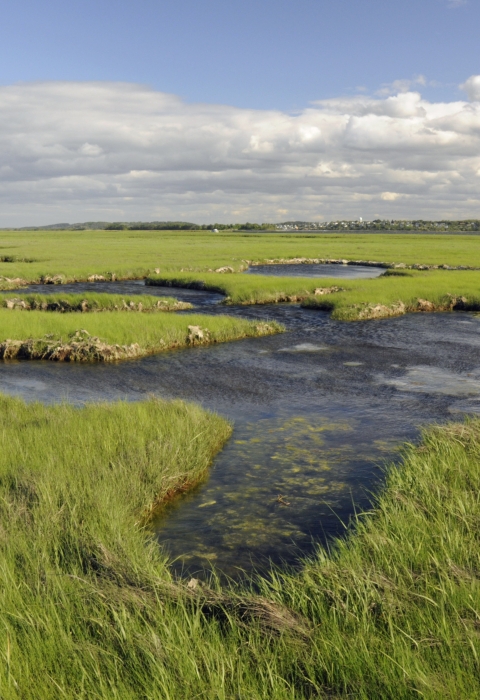 A cluster of bodies of water surrounded by a large expanse of green salt marsh
