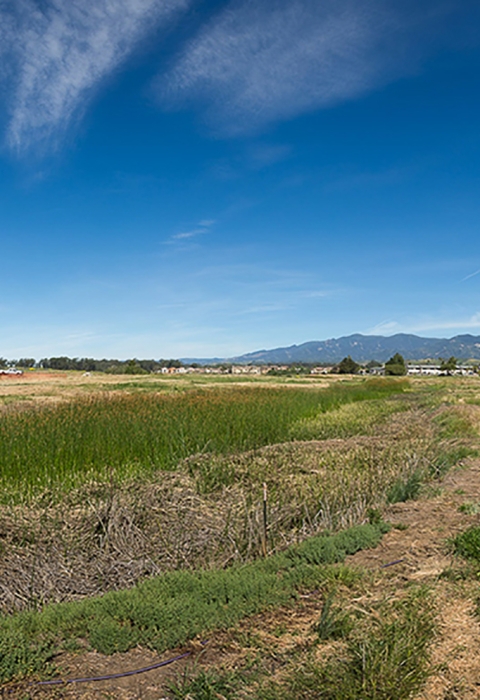 A panorama view of a wide open field