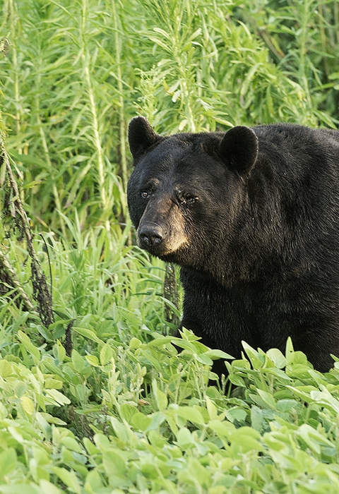 Black bear with an injured eye walking in dense green foliage