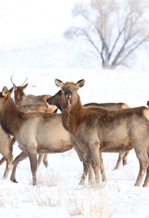 A herd of elk in snow with one looking at the camera.