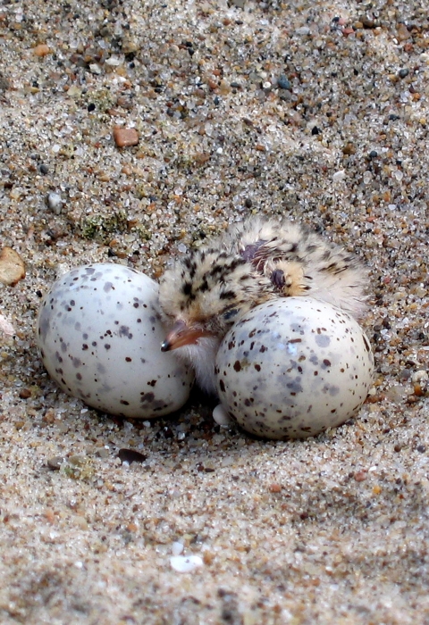 Close up of a least tern hatching on a beach.