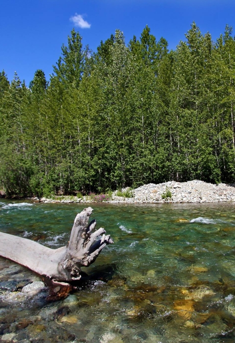 a big log in a clear stream