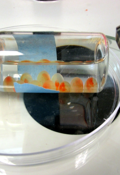 fish eggs in a lab