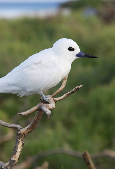 A close up of the white smallest tern on branch.