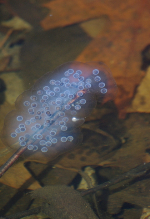 a mass of translucent white eggs with dark centers in a shallow pool