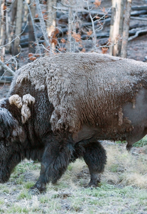 Adult bison