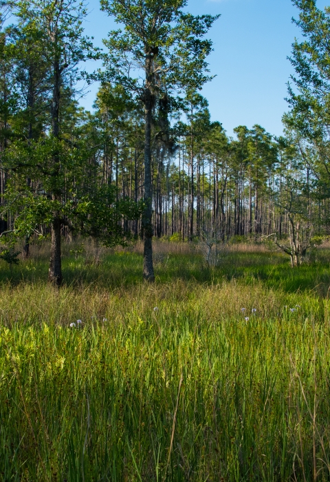 Tall green grass in the foreground with long leaf pines and blue sky in the background.