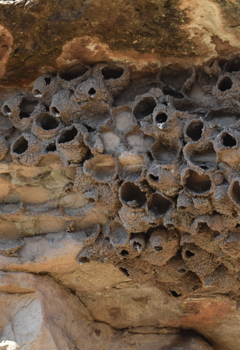 a cliff side with several round, hollow protrusions (swallow nests)