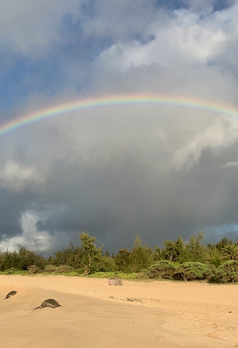 Green sea turtles bask on a beach. A rainbow arches above them.