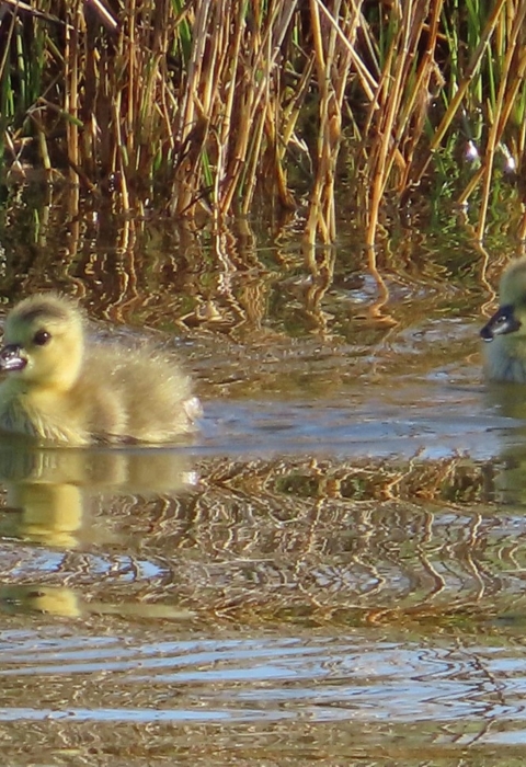 Two yellow goslings floating in water surrounded by tall grass