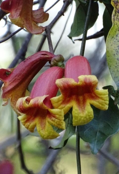 Red and yellow flowers in bloom on forest vines