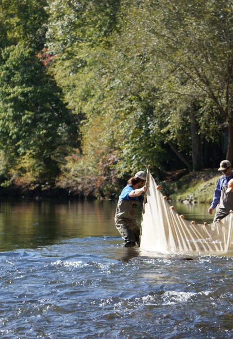 Three people hold a net in a river.