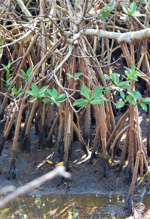 Exposed mangrove root system.