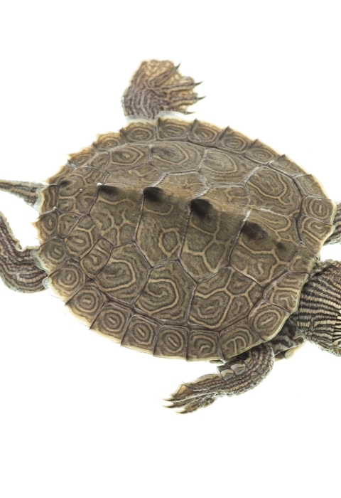 An intricately patterned turtle seen from above against a white backdrop