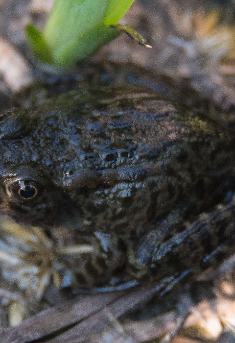 Dark adult frog on the ground surrounded by grasses