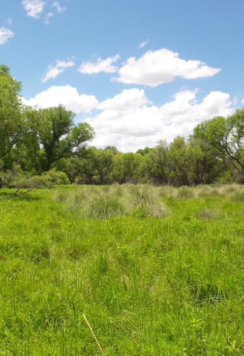 A field with grasses and forbs and tall deciduous trees in the background.