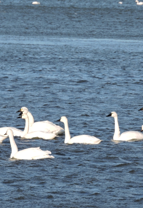 Group of 10 tundra swans swimming on blue rippled water at Eastern Neck NWR.
