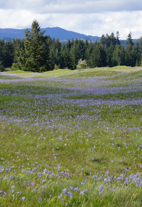 Purple camas flowers on a rolling prairie with distant trees and hills