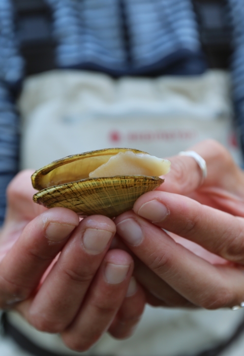 Hands hold up a small yellow mussel shell. The flesh of the recently deceased mussel sticks out from the shell. The person holding the mussel wears a striped blue shirt and overalls.