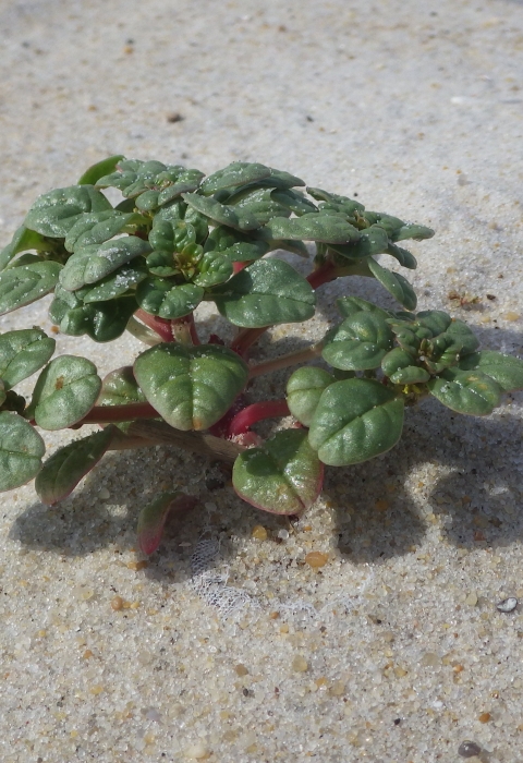 green fleshy plant growing in sand