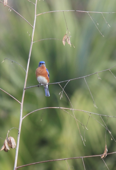 Blue and red bird perched on a thin branch