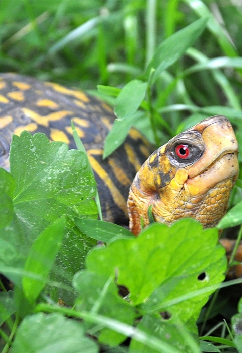 Smugglers gamble with turtles' lives, causing disease outbreak . Fish  & Wildlife Service