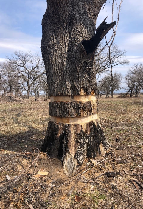 Pin oak with two bands of bark missing from its circumference